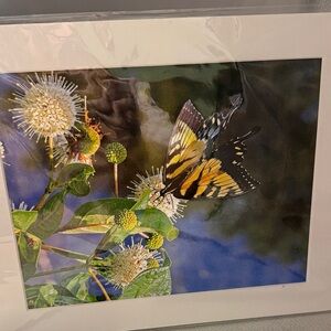Butterfly and Flowers Art Print made from a photograph